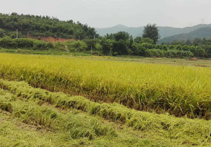增城華農(nóng)實(shí)驗基地