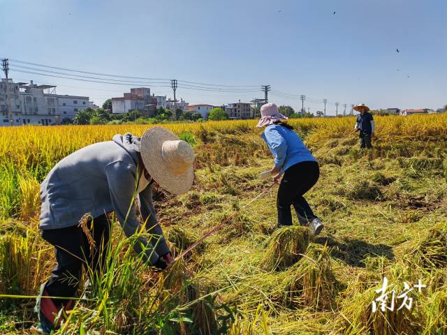 超聲種子增產預處理后，廣東興寧雙季絲苗香米突破畝產1446.18公斤，再創世界紀錄！